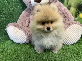 Miniature Spitz male Puppy for sale 004107715